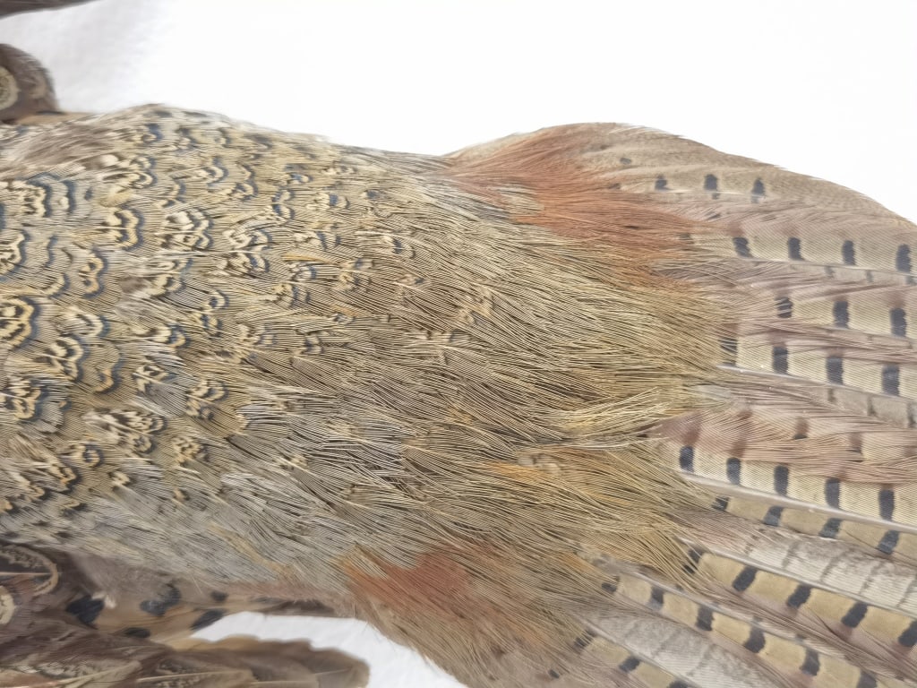 Taxidermy Ring-Necked Pheasant Wall Mount - 6