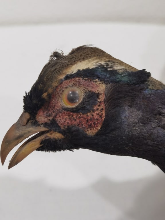 Taxidermy Ring-Necked Pheasant Wall Mount - 7