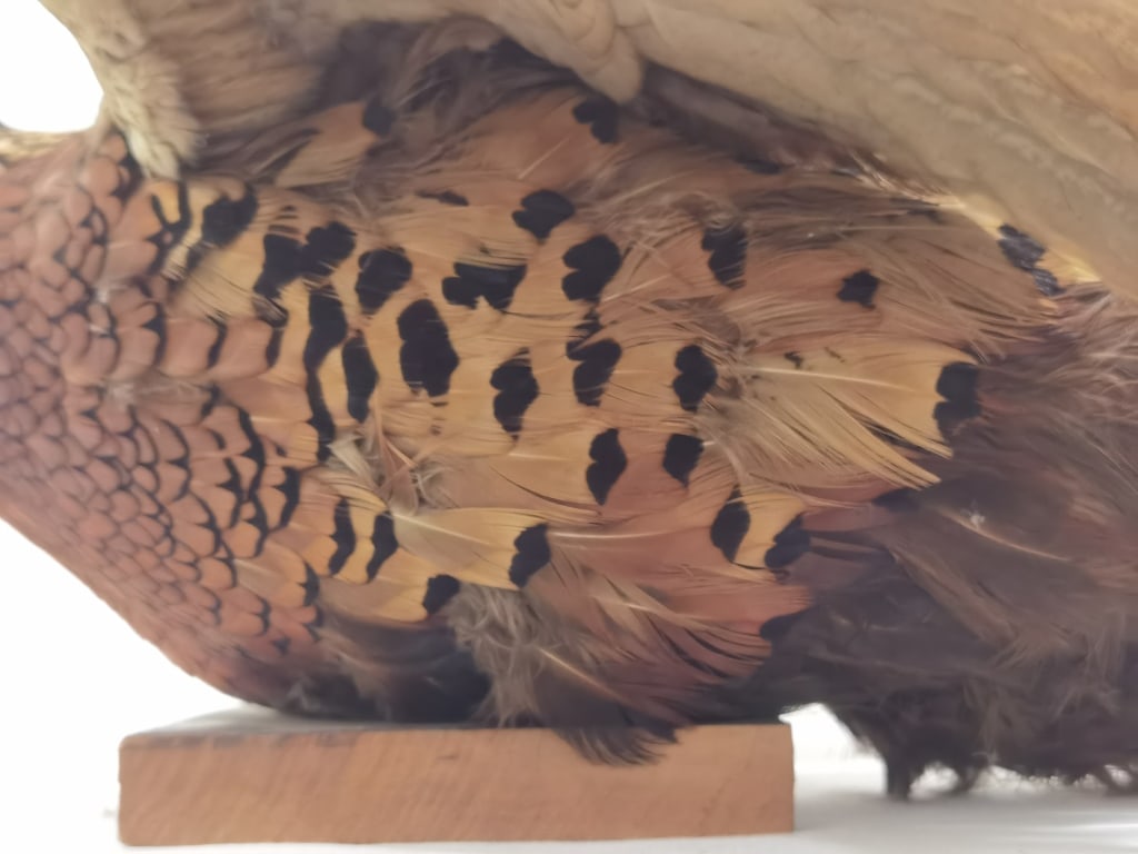 Taxidermy Ring-Necked Pheasant Wall Mount - 8