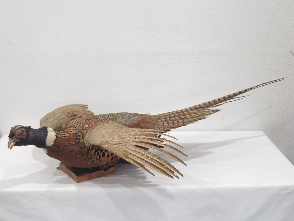 Taxidermy Ring-Necked Pheasant Wall Mount - 9