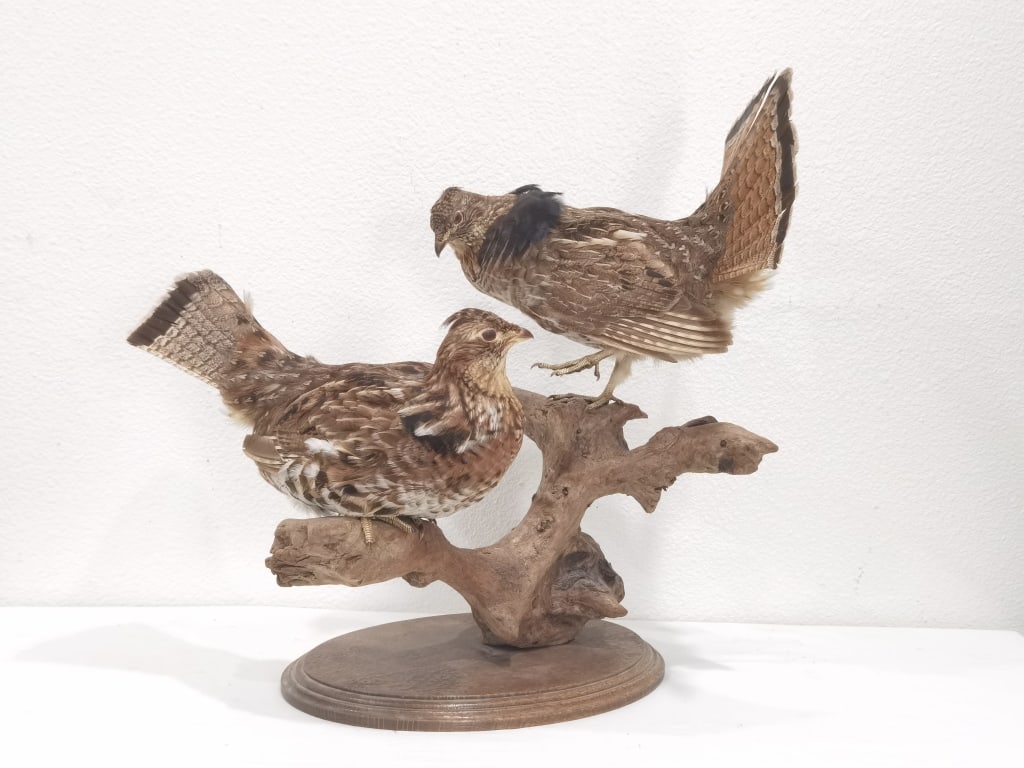 Pr. of Taxidermy Ruffed Grouse on Wooden Base (1 of 10)