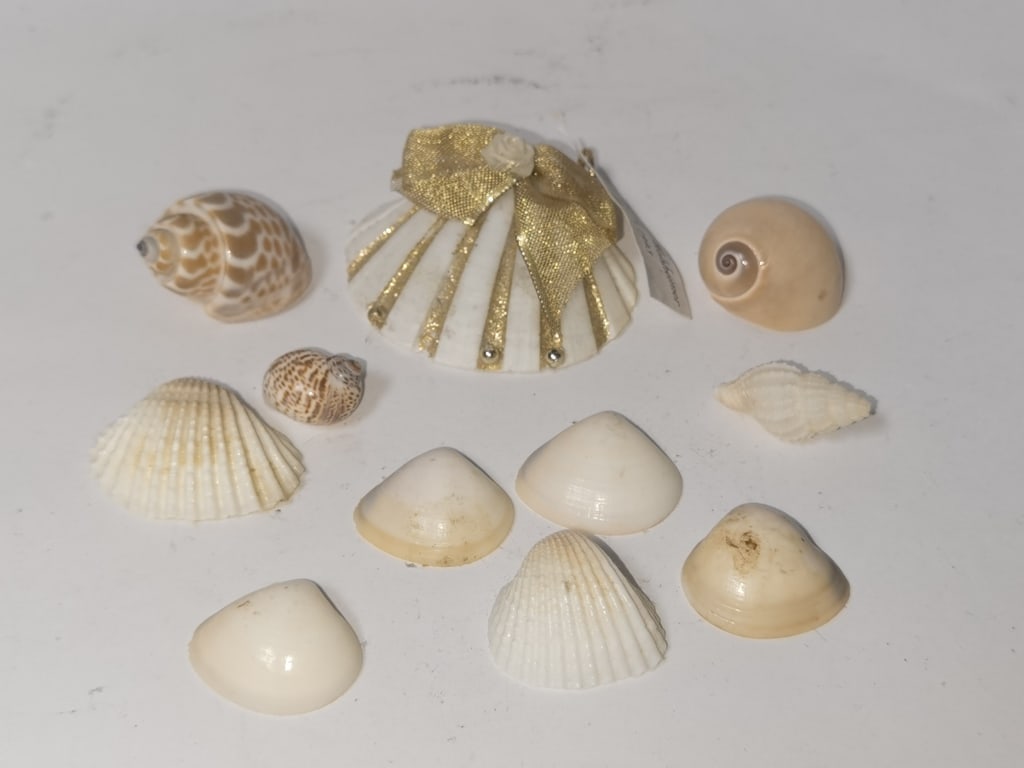 Group of Sea Shells (1 of 3)
