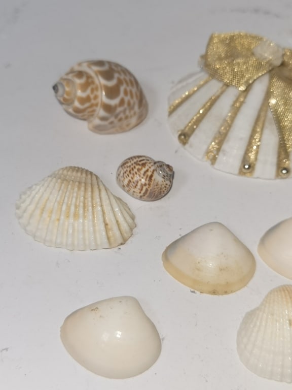 Group of Sea Shells - 2