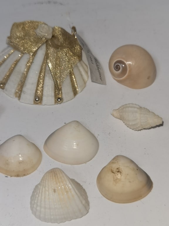 Group of Sea Shells - 3