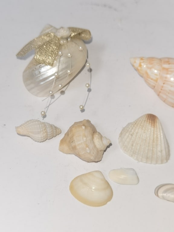 Group of Sea Shells - 2