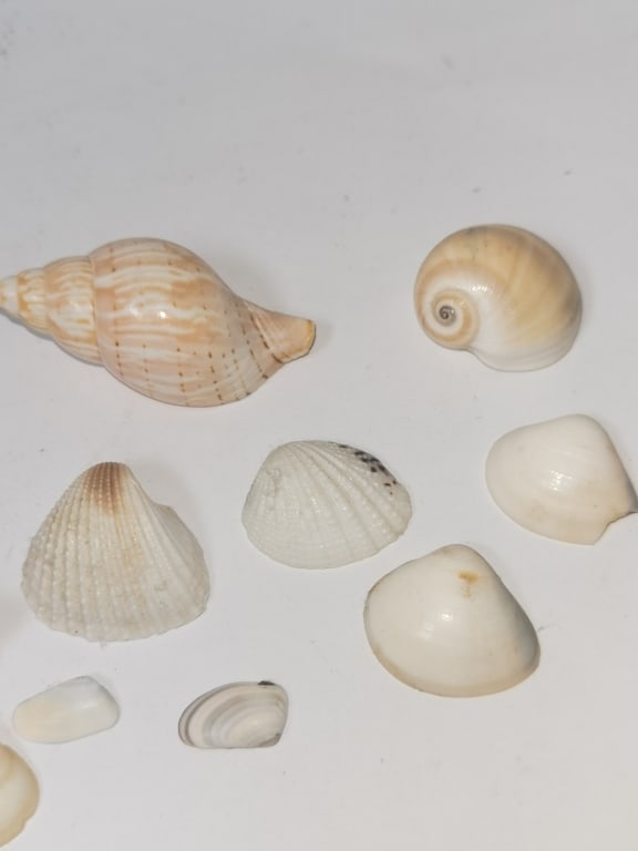 Group of Sea Shells - 3