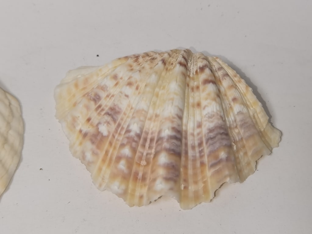 Group of Sea Shells - 2