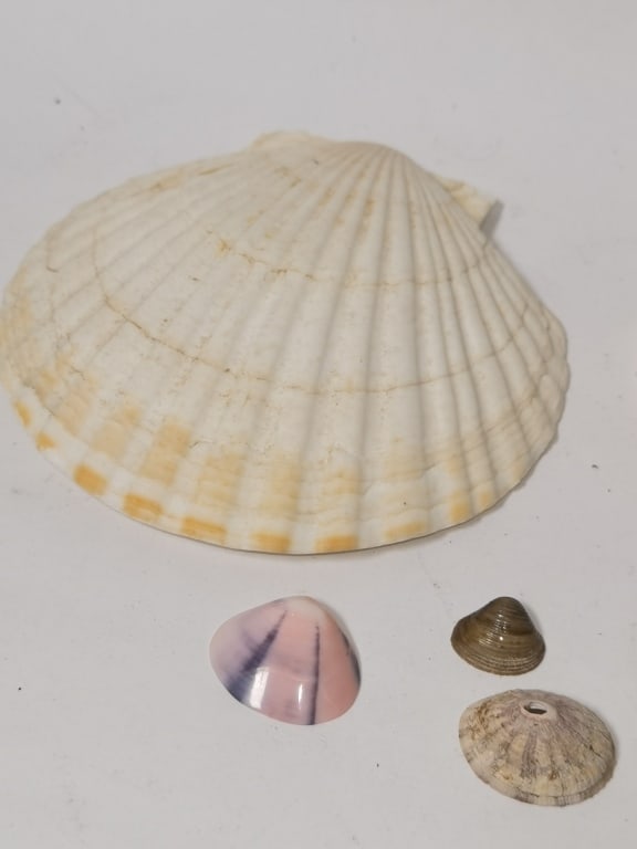 Group of Sea Shells - 3