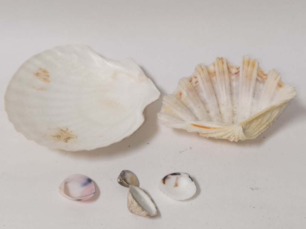 Group of Sea Shells - 4
