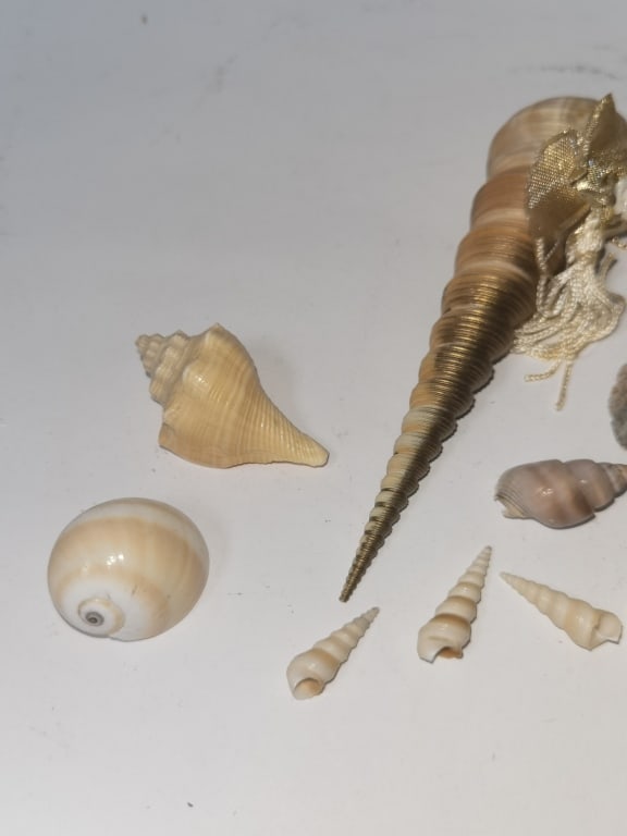 Group of Sea Shells - 2