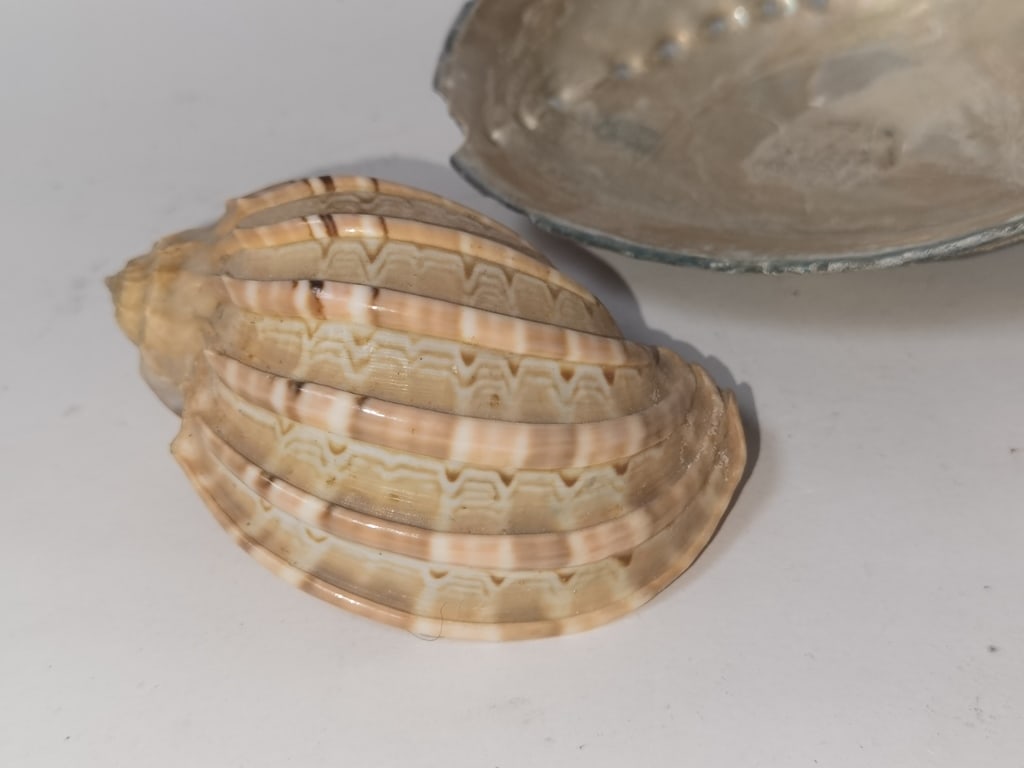 Group of Sea Shells - 2