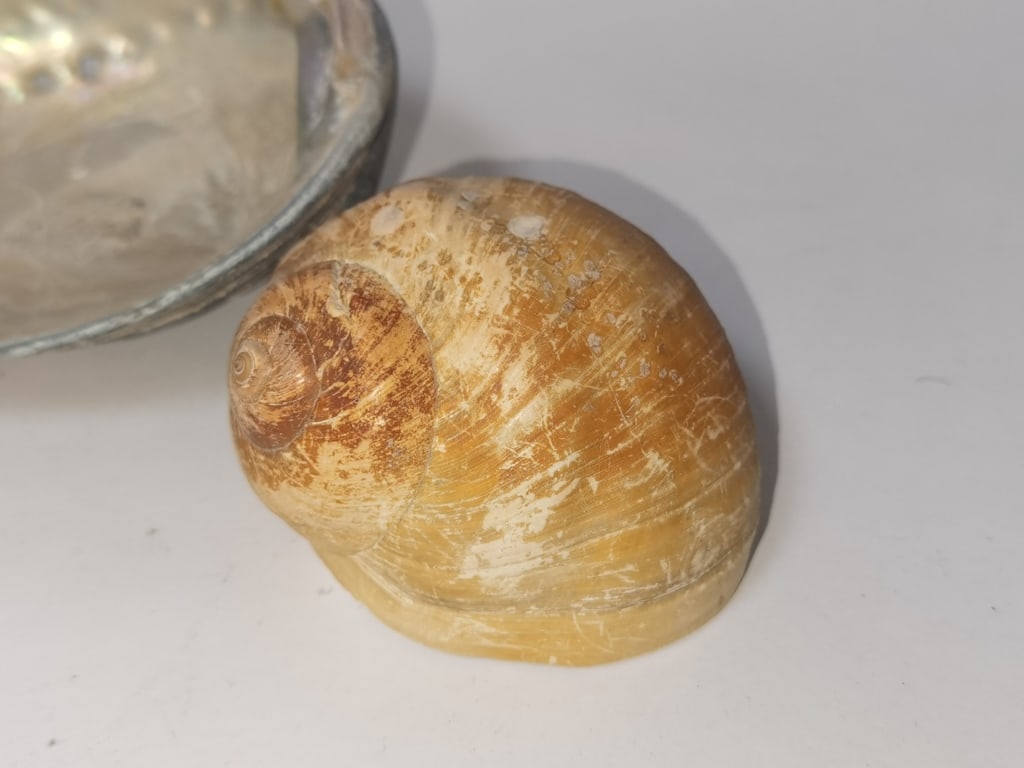 Group of Sea Shells - 3