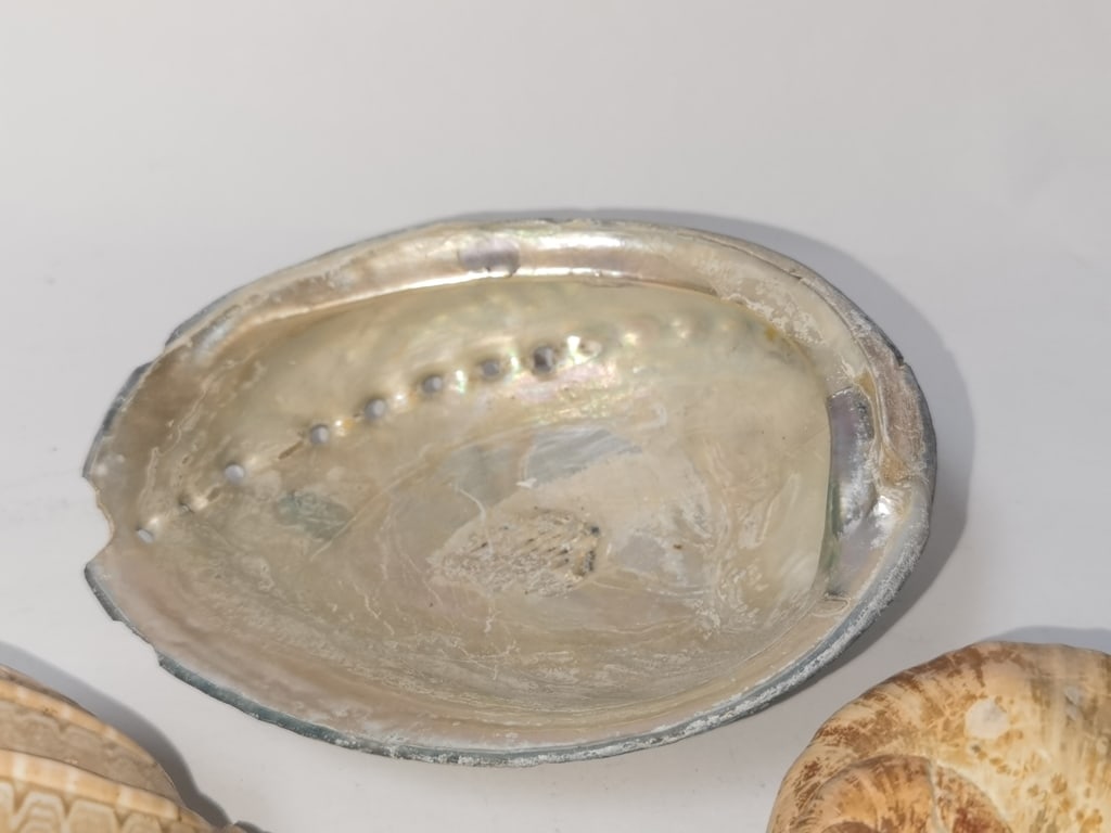 Group of Sea Shells - 4