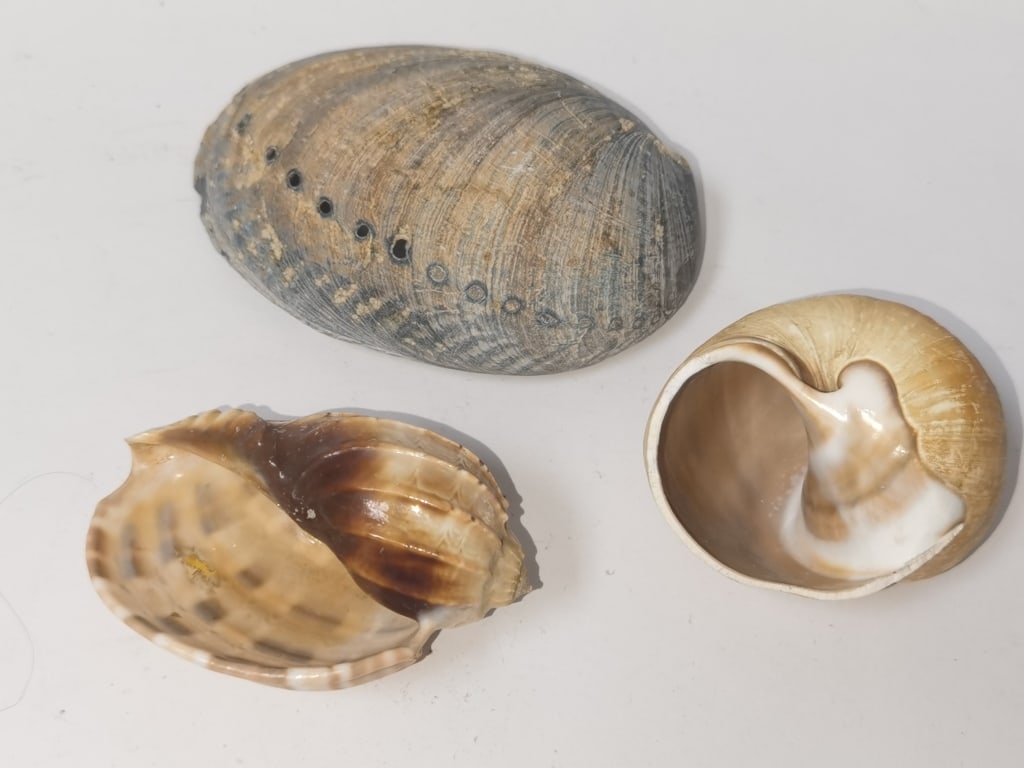 Group of Sea Shells - 5