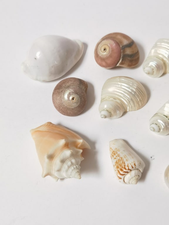 Assorted Marine Sea Shells - 2