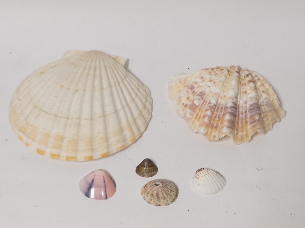 Group of Sea Shells (1 of 4)