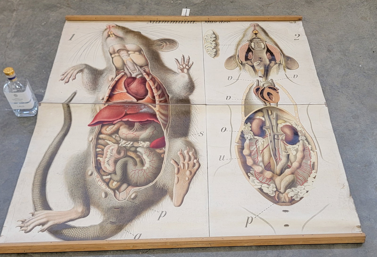 Anatomy of a Rat Poster: 54 1/2"L x 51"W