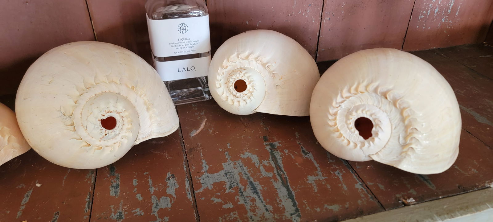 Large Shells (set of 3) (1 of 1)