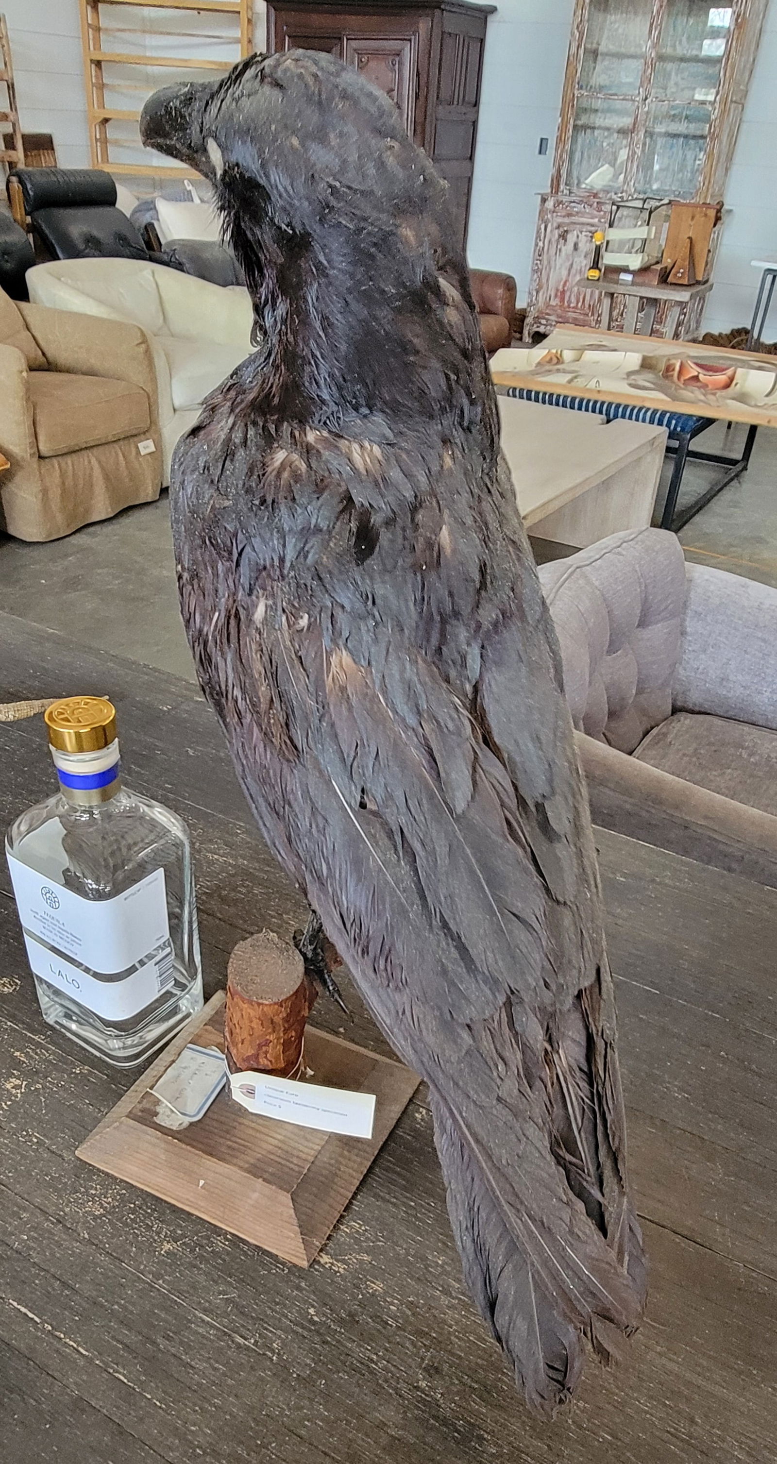 Taxidermy Crow (1 of 1)