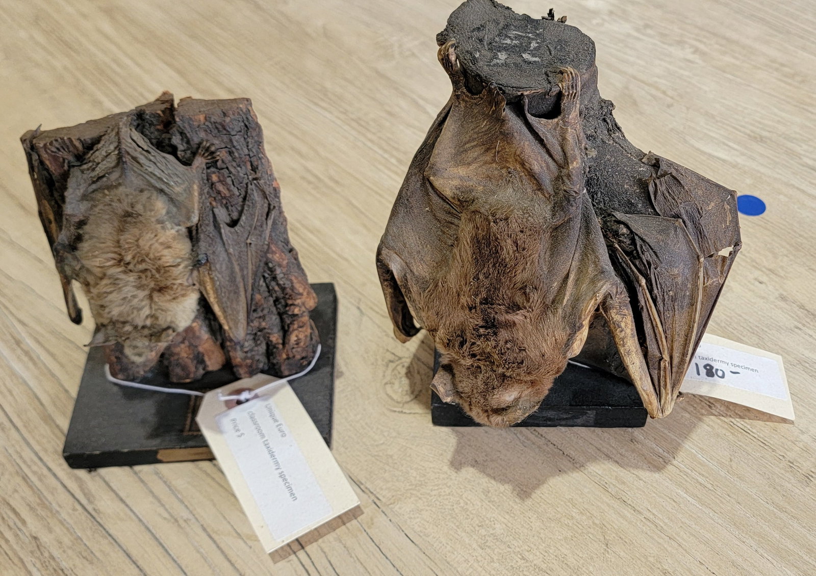 Bat Taxidermy on Wood (pair): 7"H x 3 1/2"D x 5"W