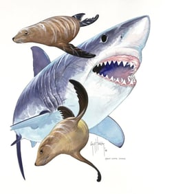 Great White and Sea Lions