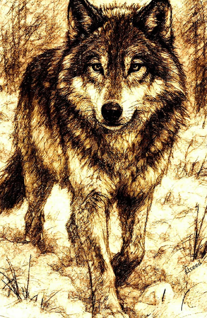 Elseed Wolf black and white: Elseed wolf in black and white giclee on canvas unframed. 14" x 22"