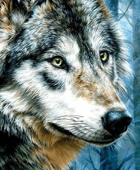 Elseed wolf face: Elseed wolf face. Giclee on canvas. Unframed, 16" x 22"