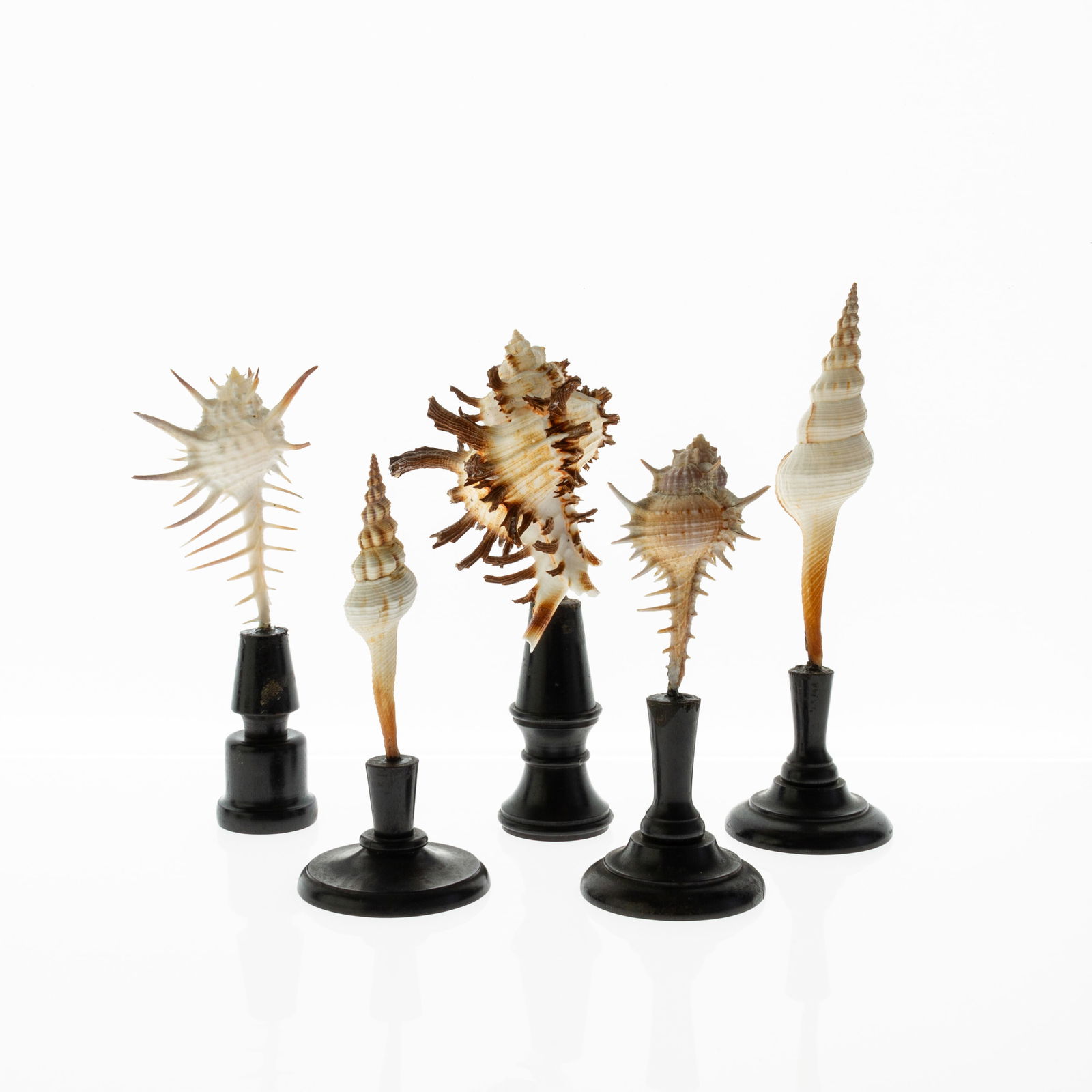 Natural History, Conchology - Collection of Five Victorian Mounted Shells (1 of 5)