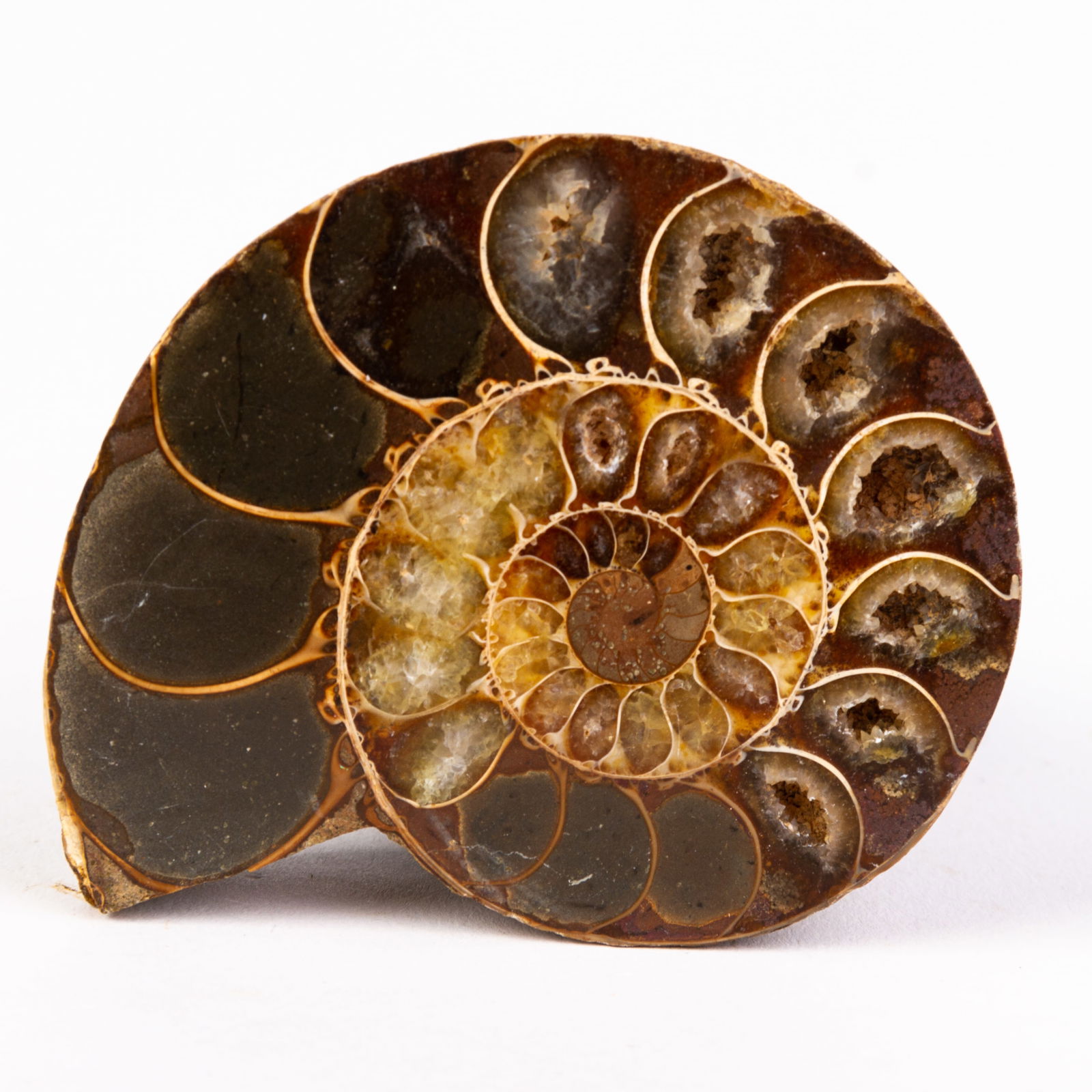 Natural Fossil (1 of 4)