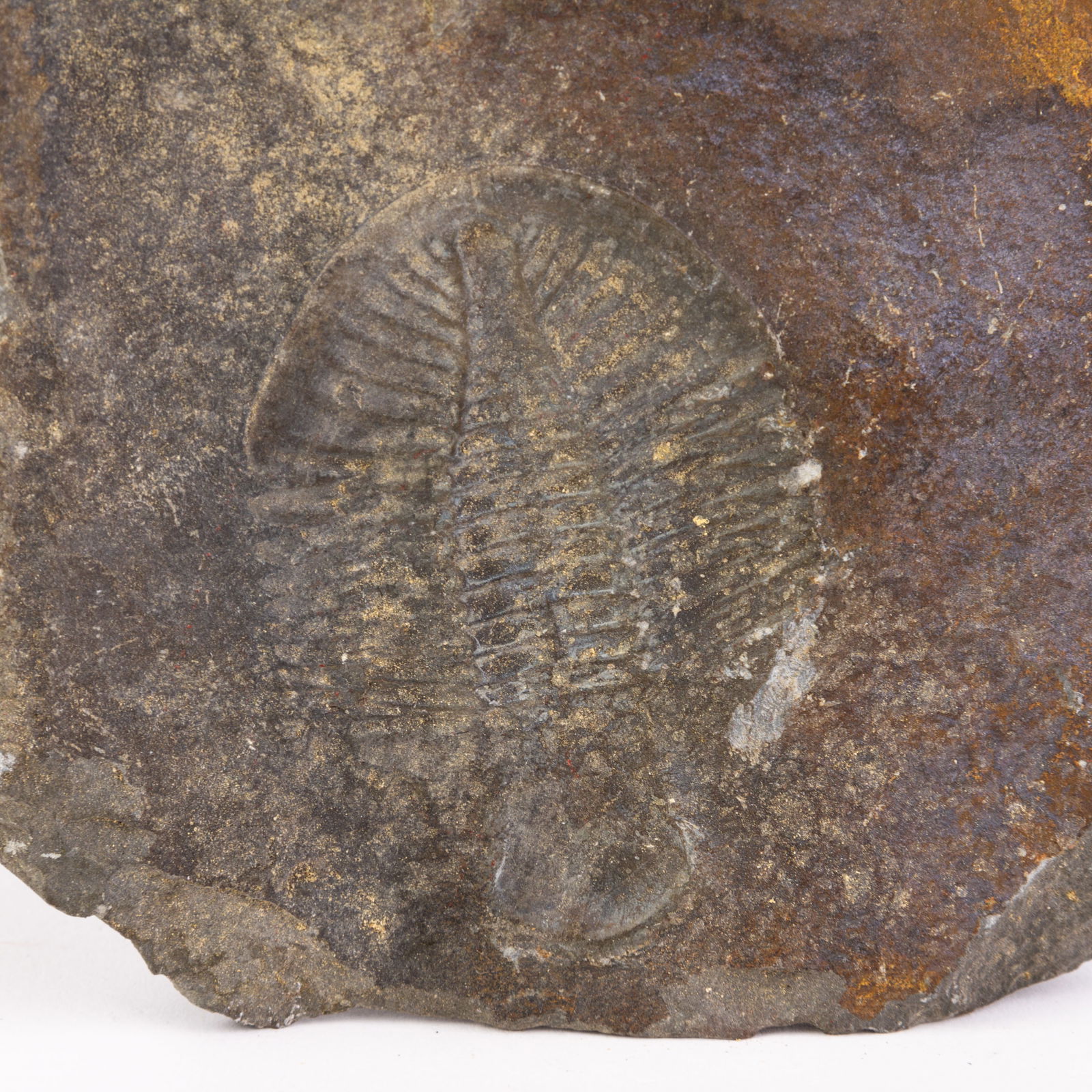 Natural Fossil: Please carefully study all photographs