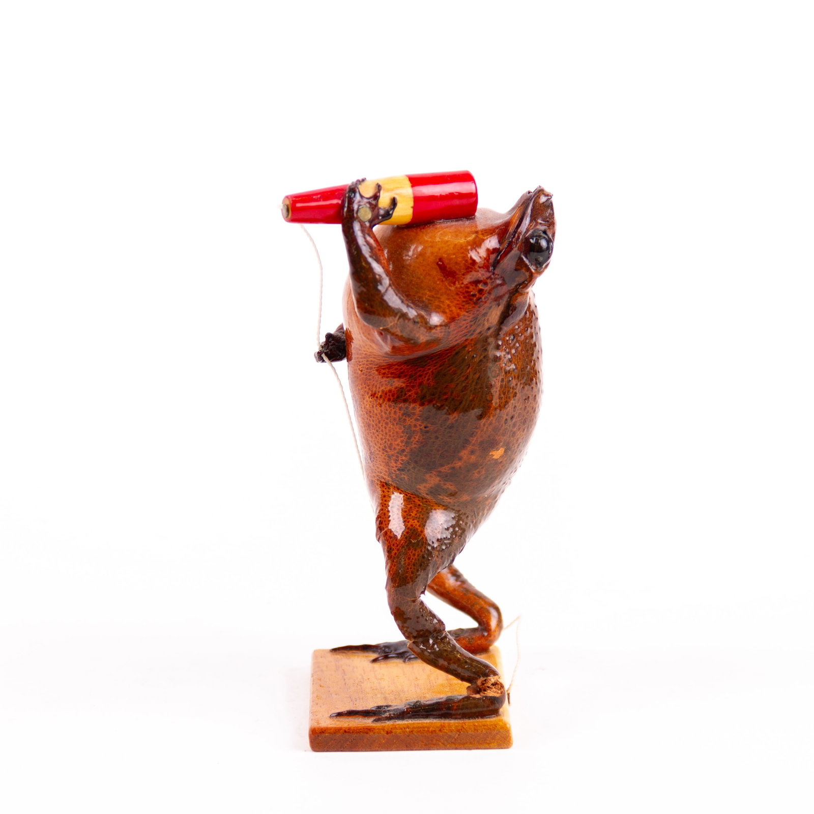 Taxidermy Singing Frog: DIMENSIONS APPROX 5.5x4x12CM.