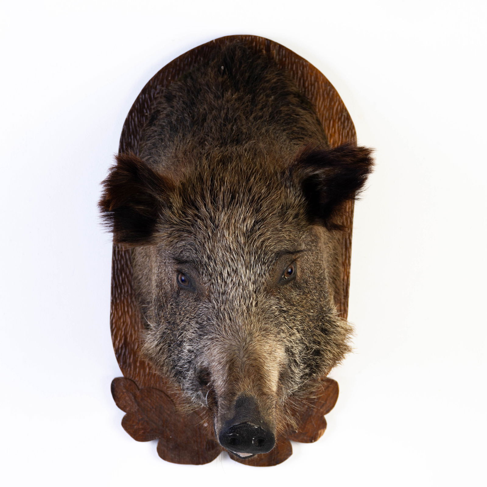 Taxidermy Large Wild Boar Head (Sus Scrofa) on Carved Wood Mount (1 of 6)