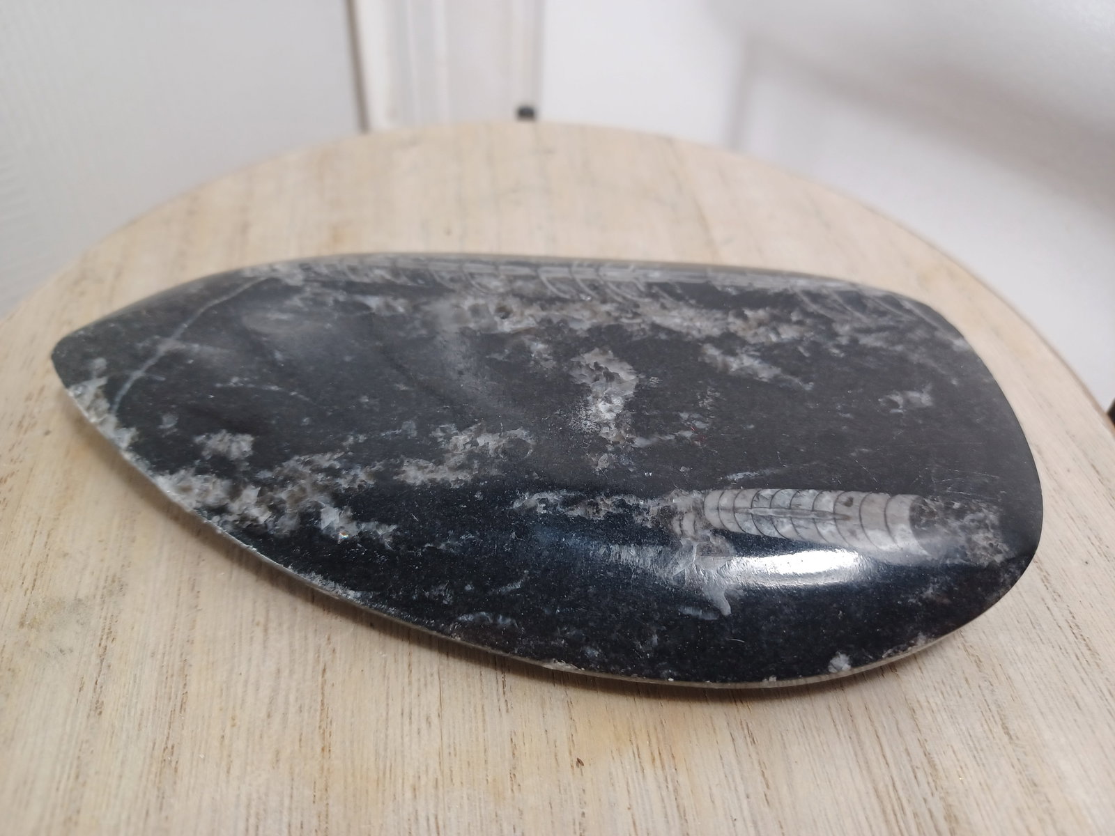 Orthocaras Fossil: Orthocaras Fossil