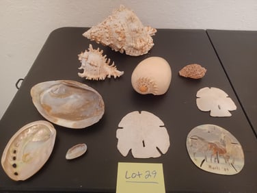 Sea Shell Lot
