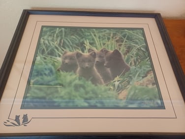 Beautiful Framed Wolf Cubs Photography Artwork by Ken Jenkins/ Hand signed and numbered