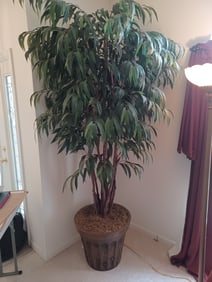 Elegant Tree Planter