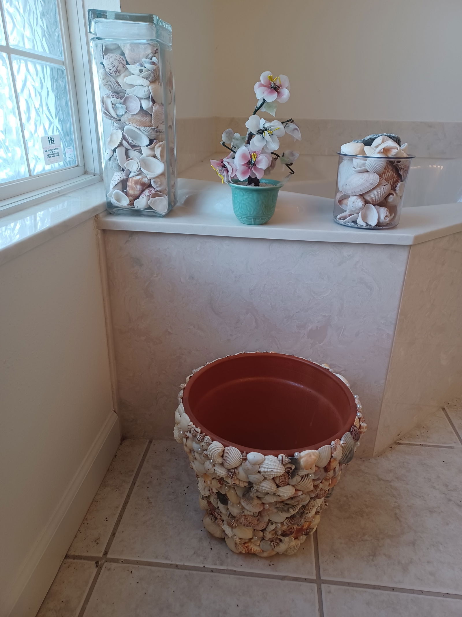 Seashell Lot / All seen (1 of 6)