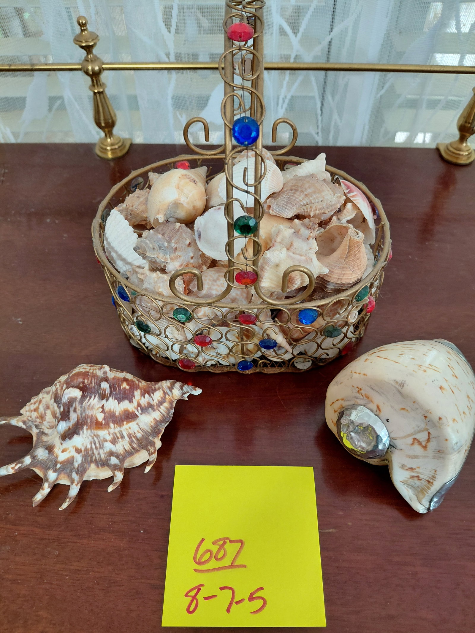 Large Seashell Lot all seen - 2