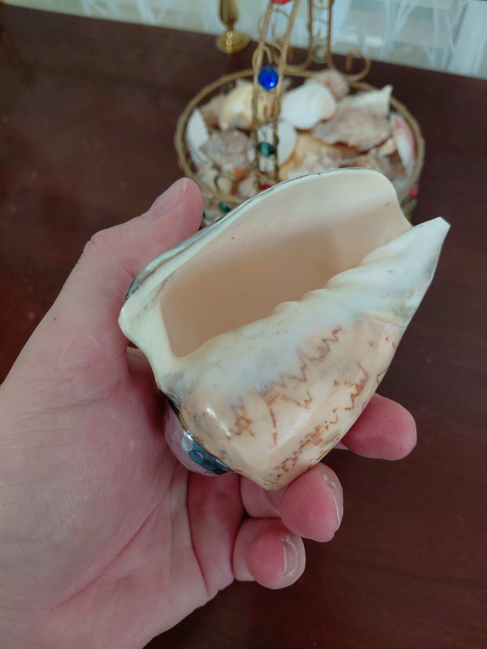 Large Seashell Lot all seen - 4