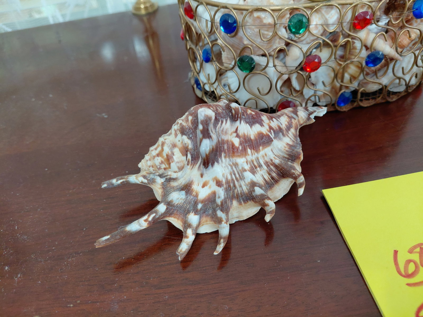 Large Seashell Lot all seen - 5