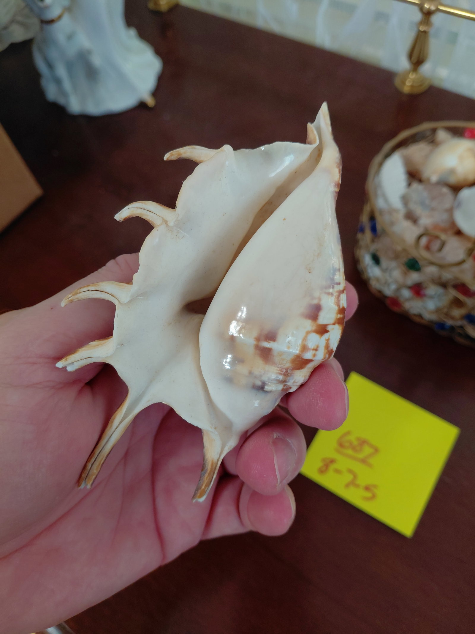 Large Seashell Lot all seen - 6