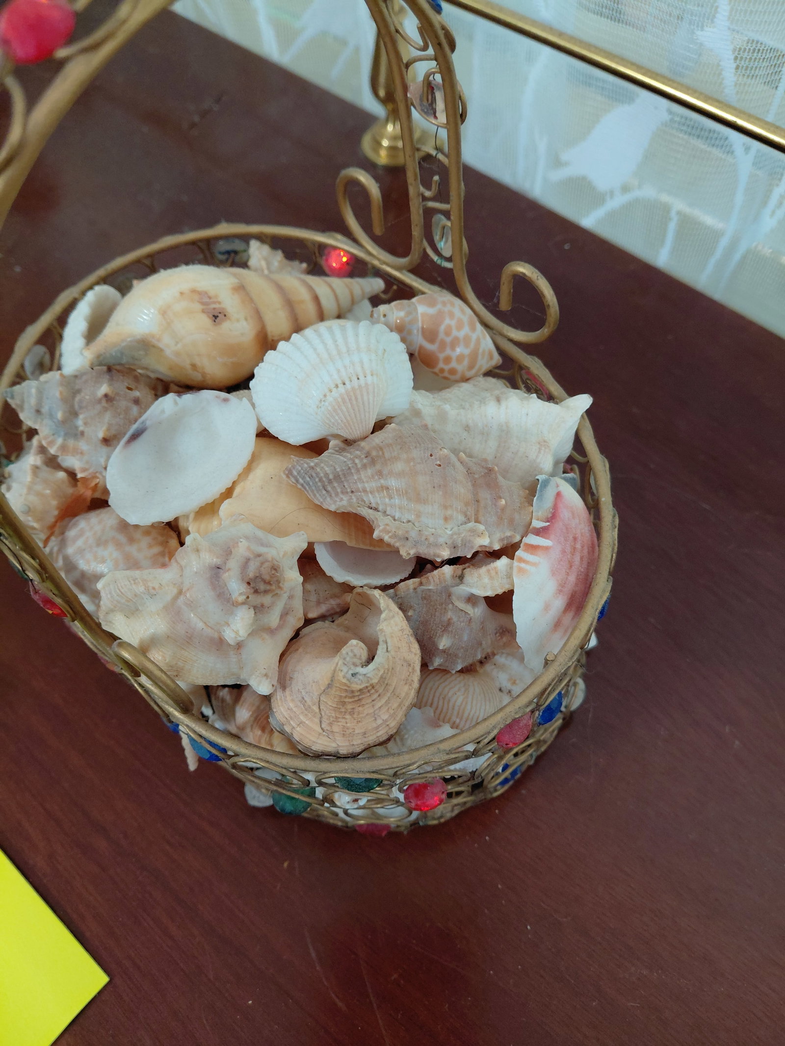 Large Seashell Lot all seen - 7