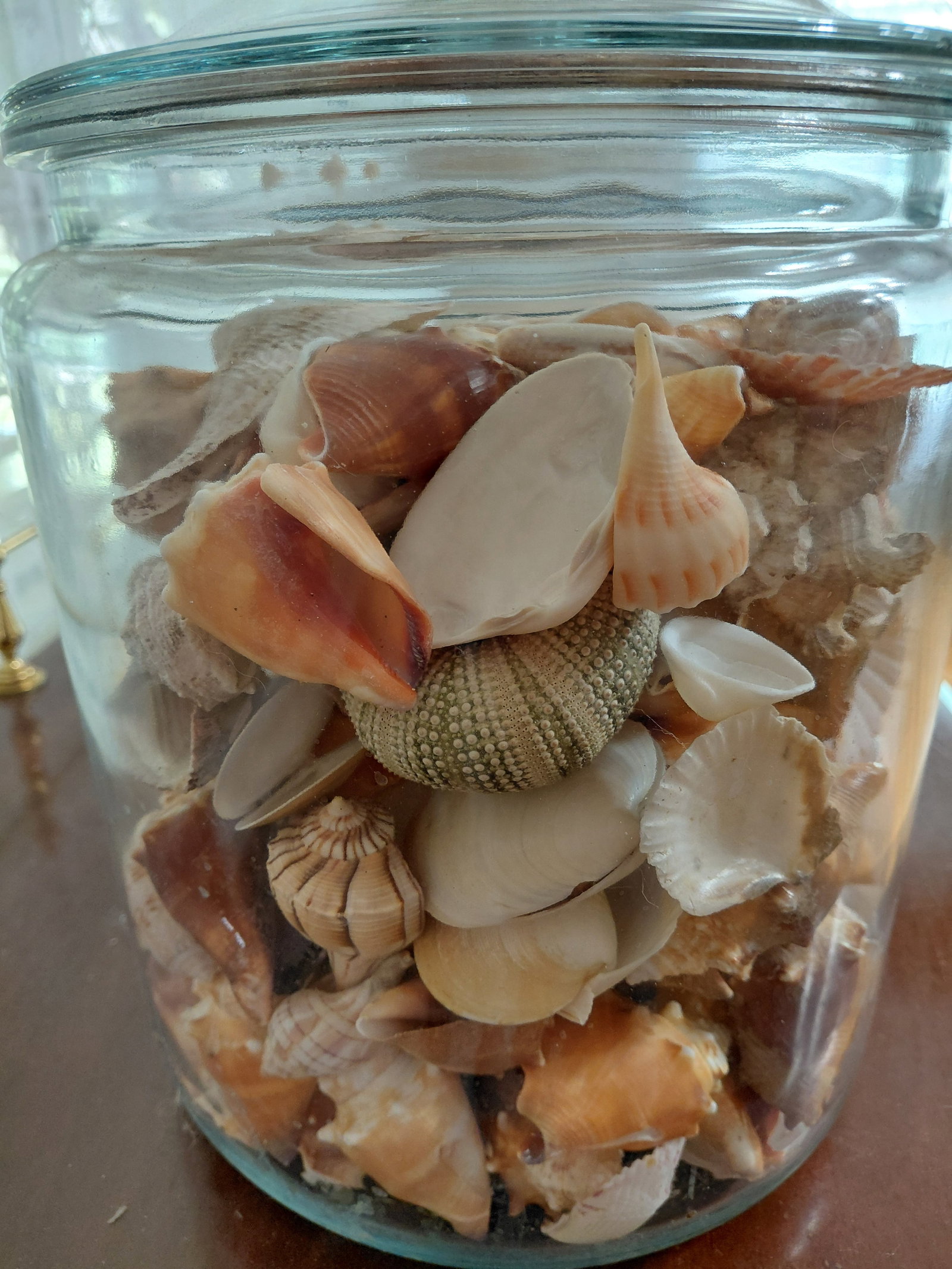 Large General Store Canister Jar filled with Sea Shells - 7