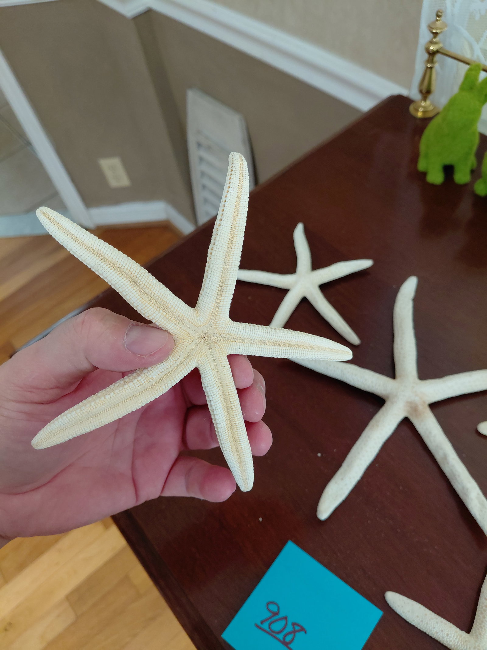 Lot of Star Fish Sea Shells - 2