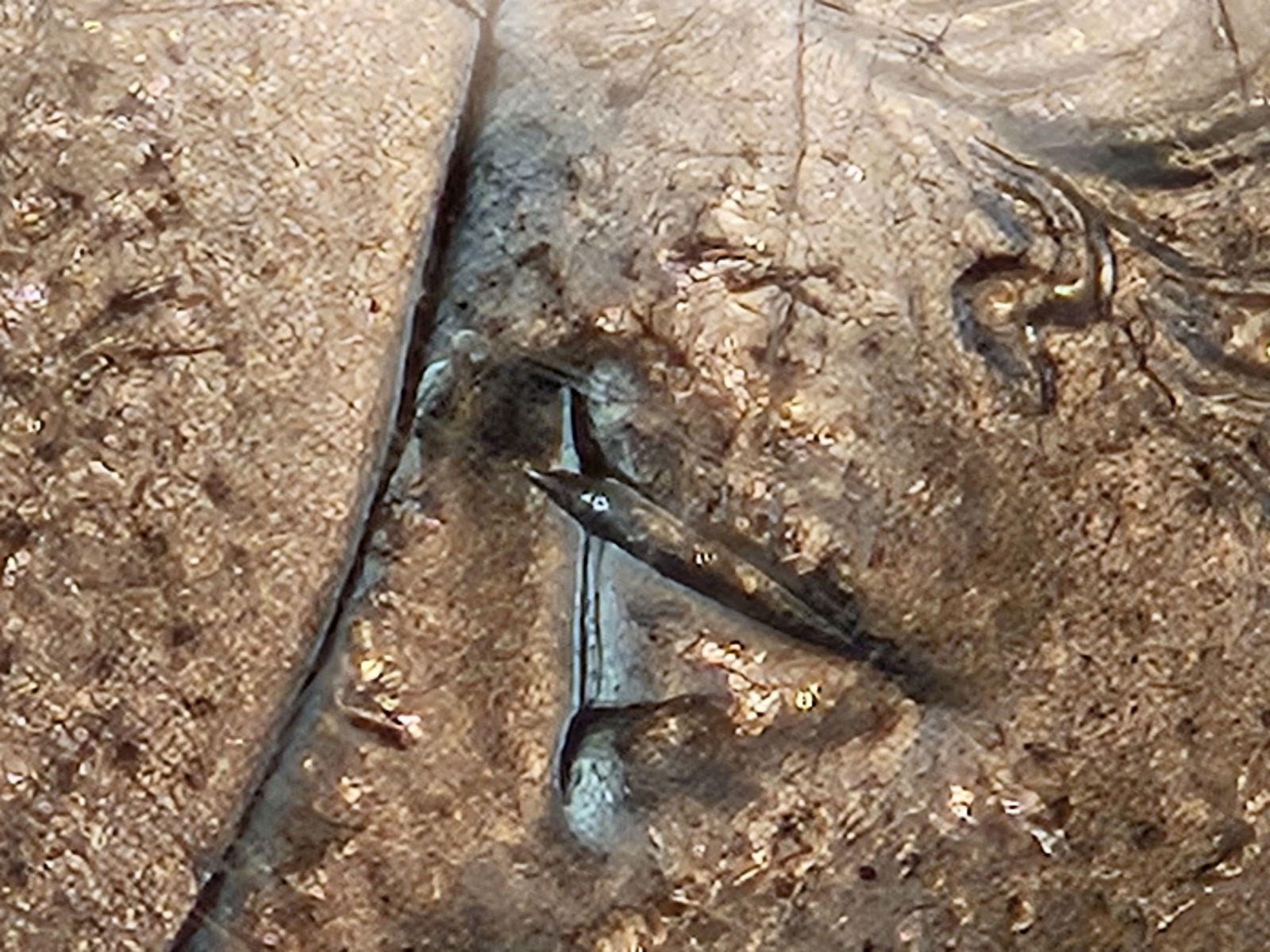 VARIETY! NGC 1887 Morgan Dollar in Mint State 63 - 3