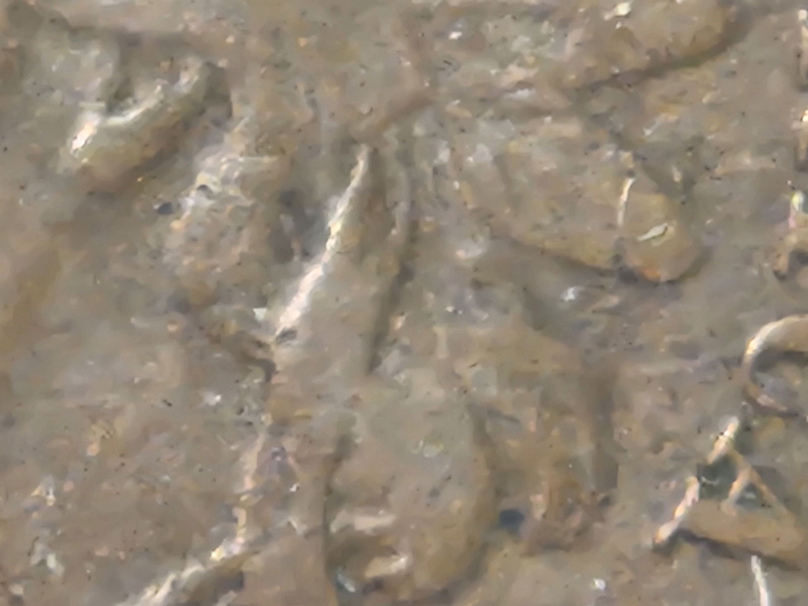 * Key Variety on a Key Variety! 18/1864-L Indian Cent - 5