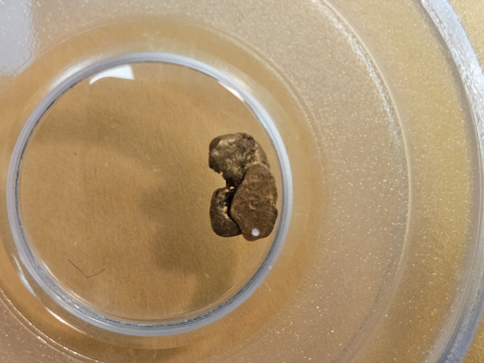 GOLD! PCGS California Gold Rush Gold Nuggets - 4