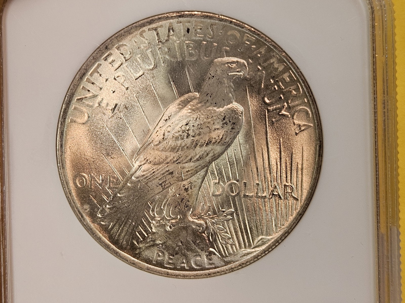 NGC 1923 Peace Silver Dollar in Mint State 64 - 4