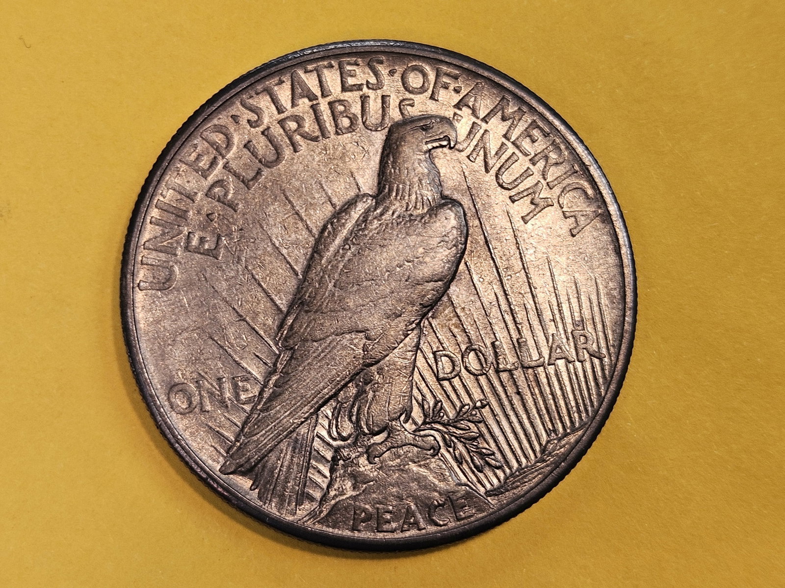 KEY DATE ! 1921 Peace silver Dollar in Extra Fine - 3