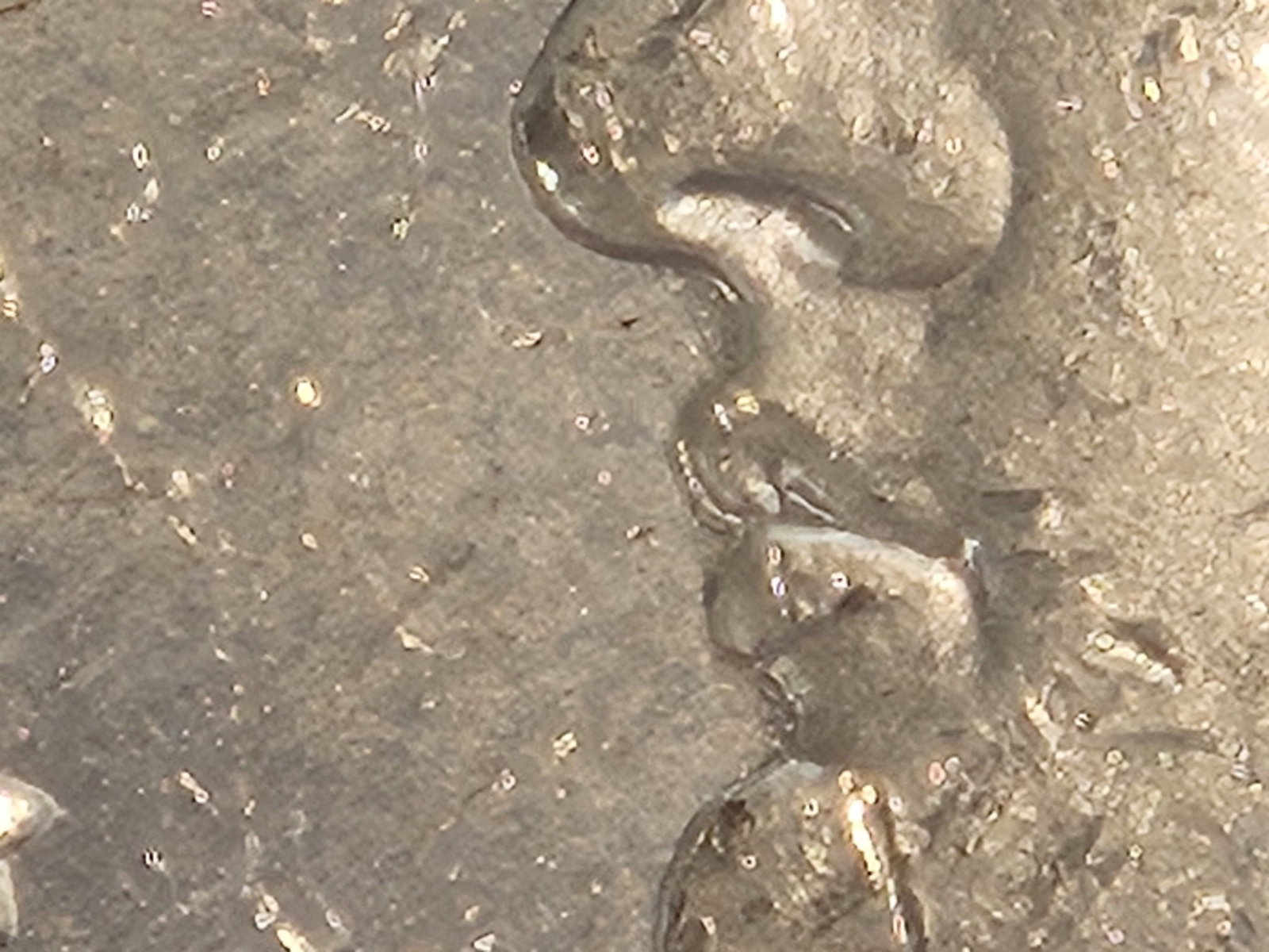 ** KEY DATE ** CACG 1882-CC Morgan Dollar in Mint State 63 - 3
